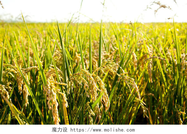 麦片稻田与成熟尖峰